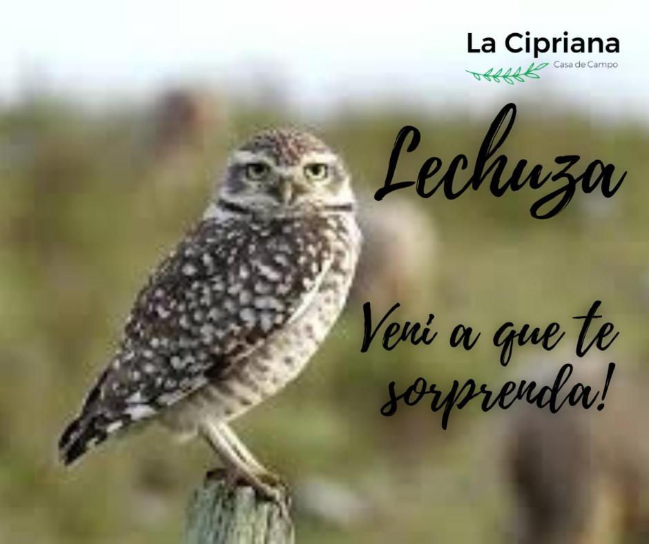 La Cipriana *